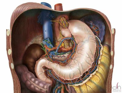 colon nutrition