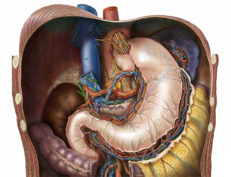 Detailed medical illustration showing internal abdominal organs and anatomy