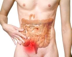 Diagram showing the appendix attached to the caecum in the lower right abdomen