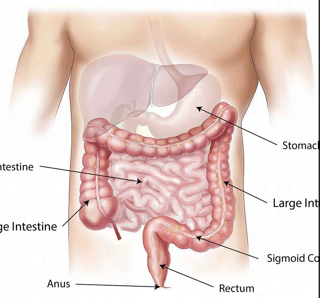 Anatomical diagram of the abdomen showing the location of the large and small intestines