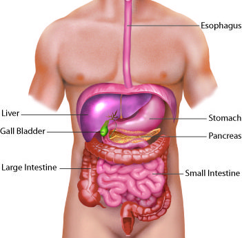 Diagram showing the location of the gallbladder beneath the liver in relation to abdominal organs