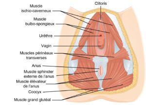 pelvic floor repair